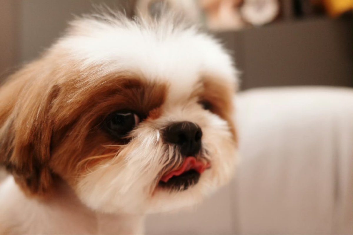 토로 tweet media