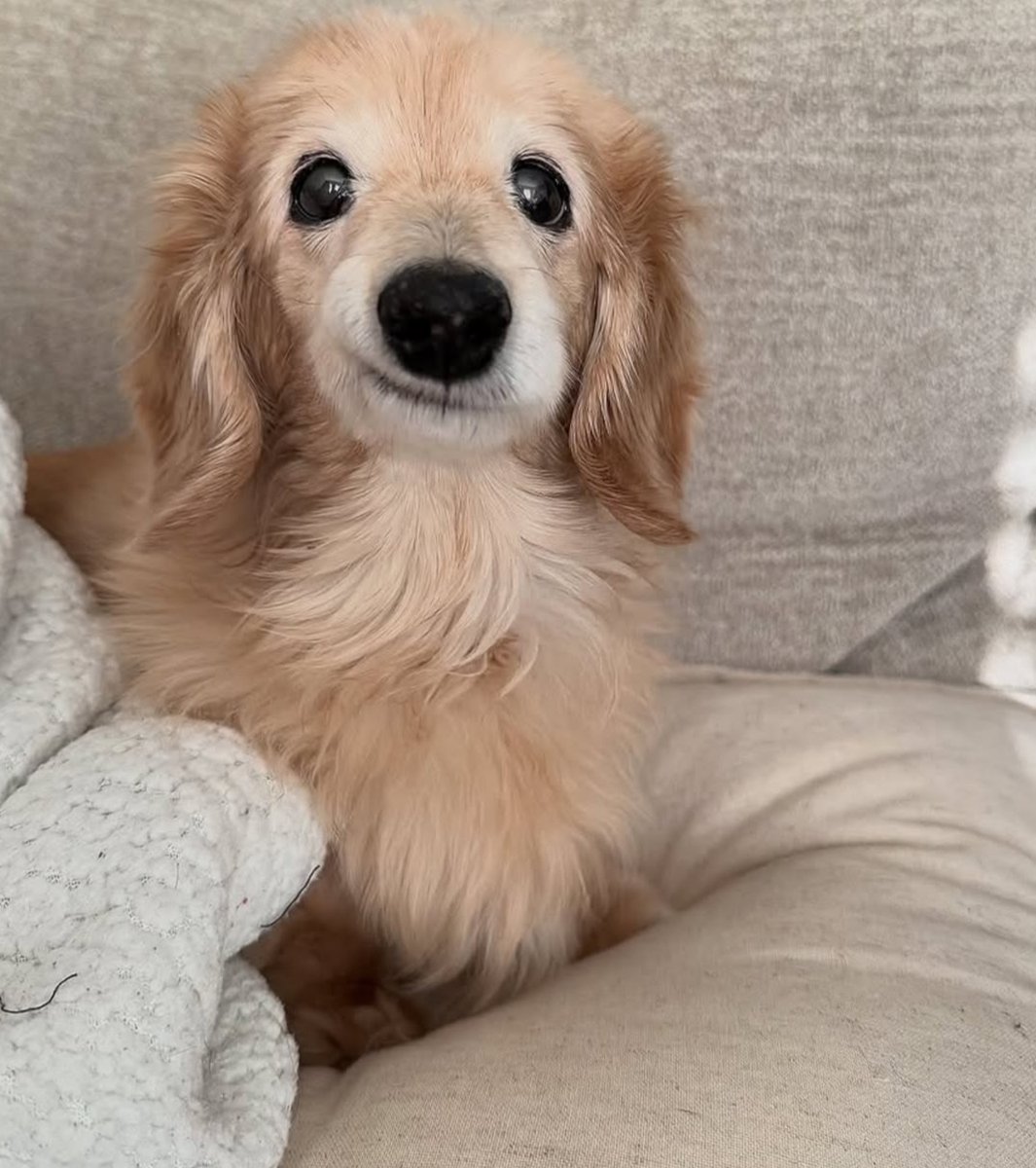 The Smile Dog Coin tweet media
