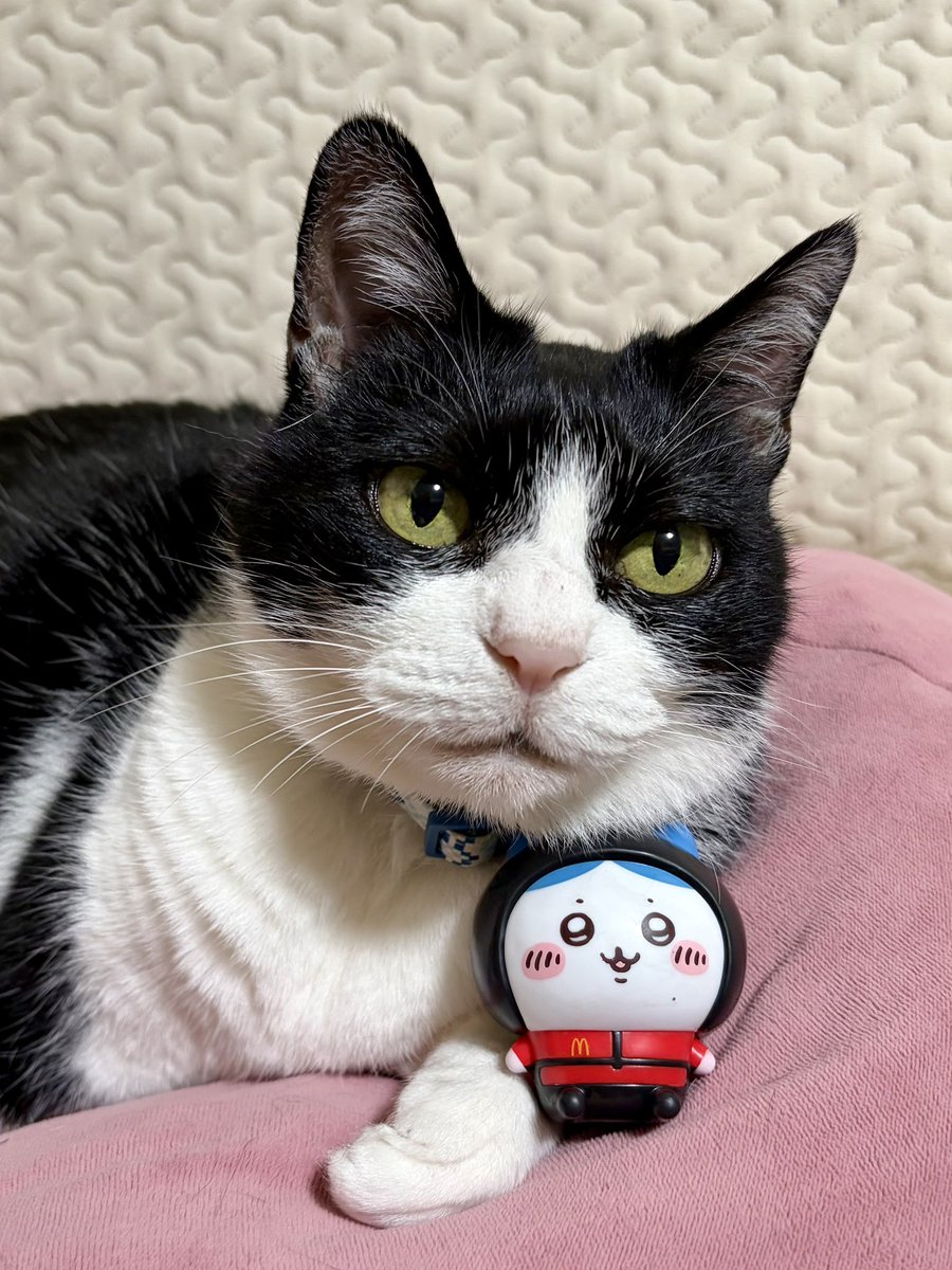 TAKAO623's tweet photo. きょうのりょう。ハッピーセットのデリバリークルーのハチワレと愛猫(ハチワレ)。 https://t.co/D7wD5AwsSS