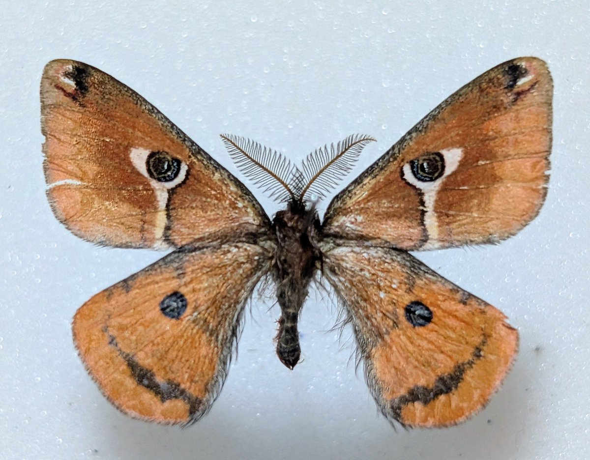 珍種　ジグザグヤママユ　蛾　標本 世界最小の激珍ヤママユ Calosaturnia albofasciata 標本 M0】世界最小