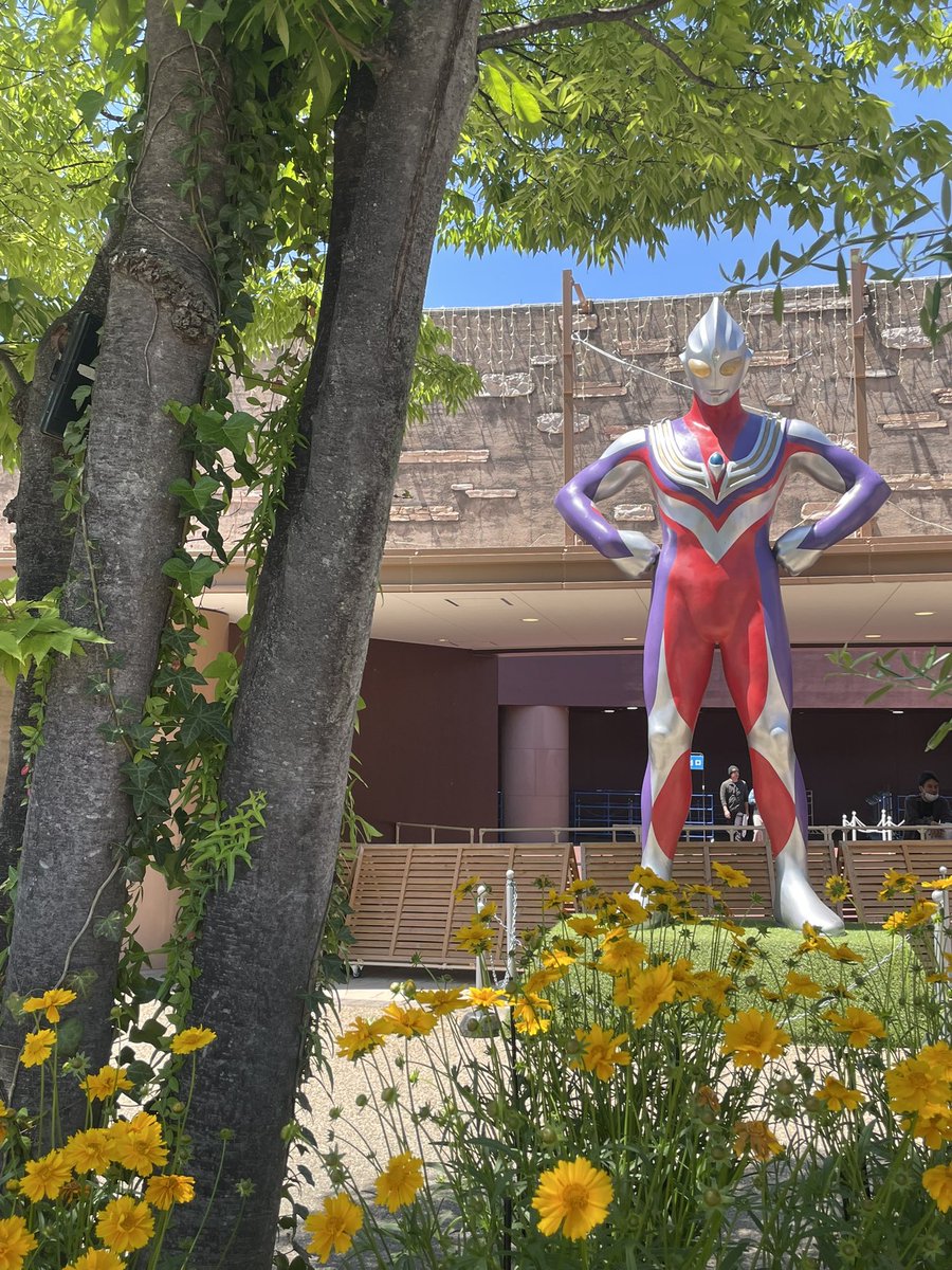oncha9494's tweet photo. @iMydHakLCYlU4yu 満開でしたー🌹
もう少し早く行ったらもっと綺麗だったかも？です！
超ひらパー兄さんのお写真とは会えました😊ウルトラマンにも会いました😆 https://t.co/2FeDHHWdEt