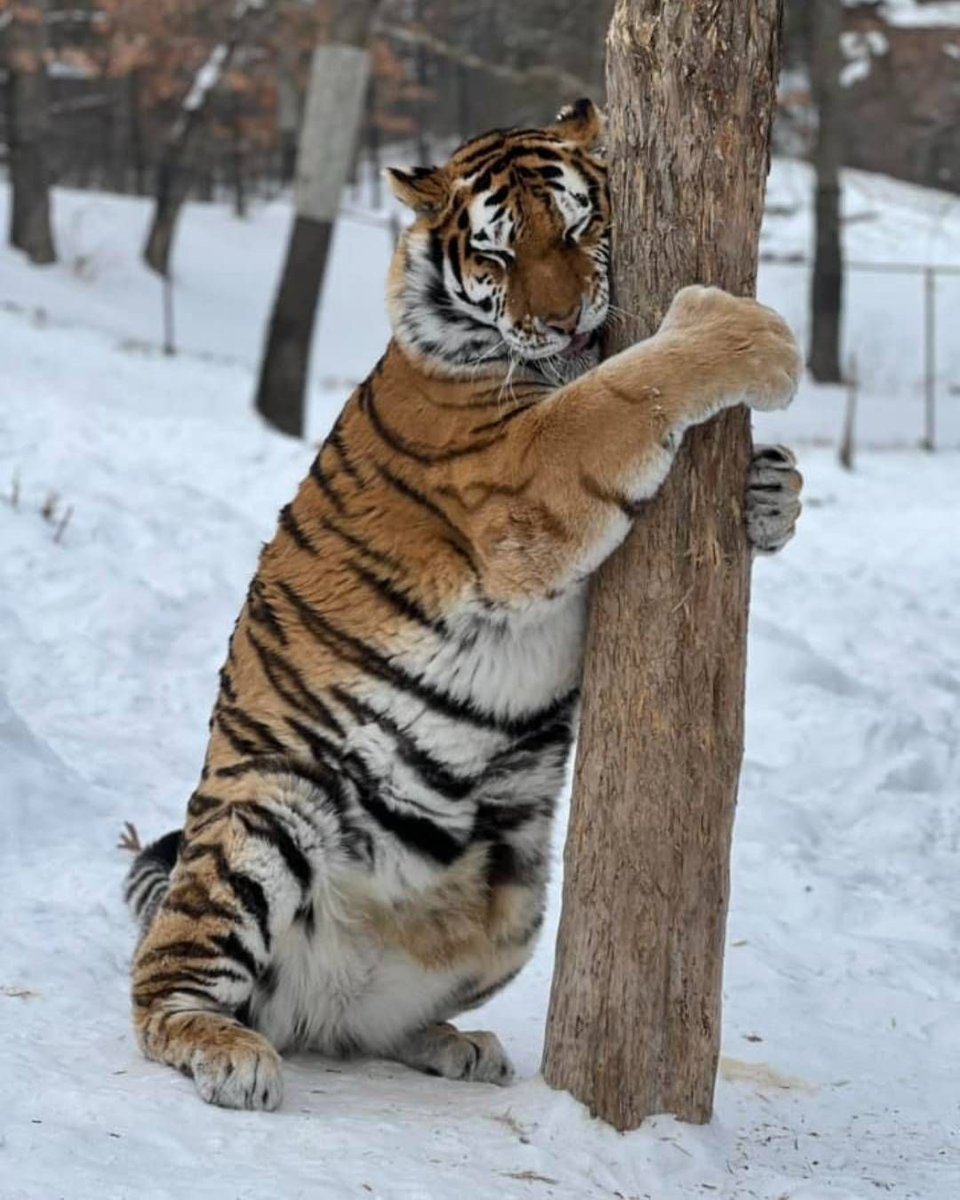 bigcatburger's tweet photo. Give someone special a hug today... even your favourite tree will do!!! https://t.co/WLUJmPgsU7