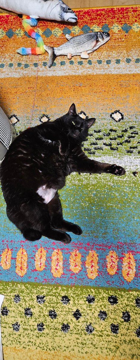 KanariUo's tweet photo. ふと見たらゴイゴイスーしてた
ドヤ顔も🐈‍⬛✨

#スーを差し上げます
 #きょうのミリさん https://t.co/2qS1WEni9O