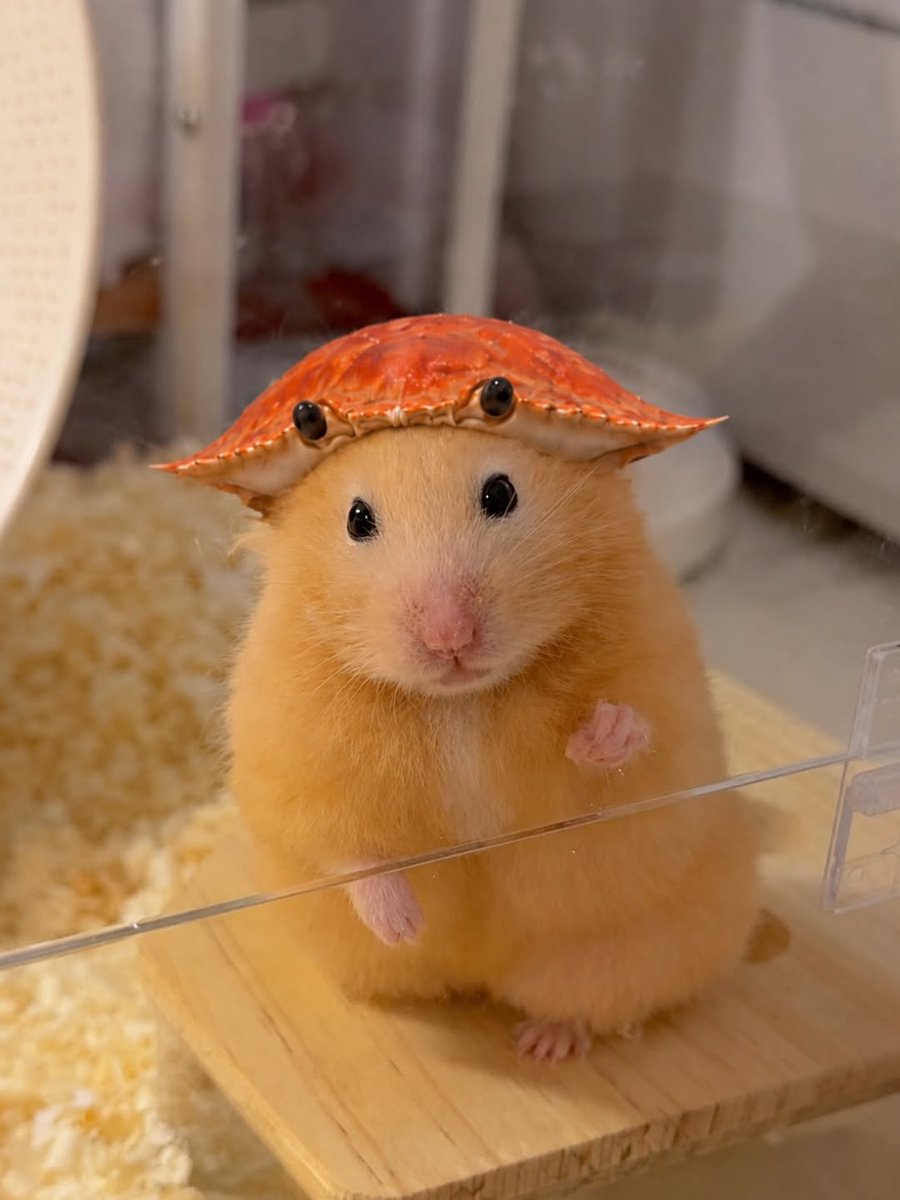 TweetsOfHamster's tweet photo. 🦀🦀 https://t.co/hFbWu41gLZ