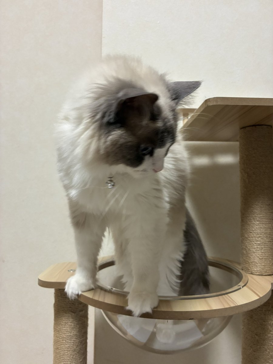 naoko_yade923's tweet photo. 購入して半年以上経ち
やっと入った😆
#ラグドール
#猫のいる暮らし https://t.co/7c43ppW0Q8