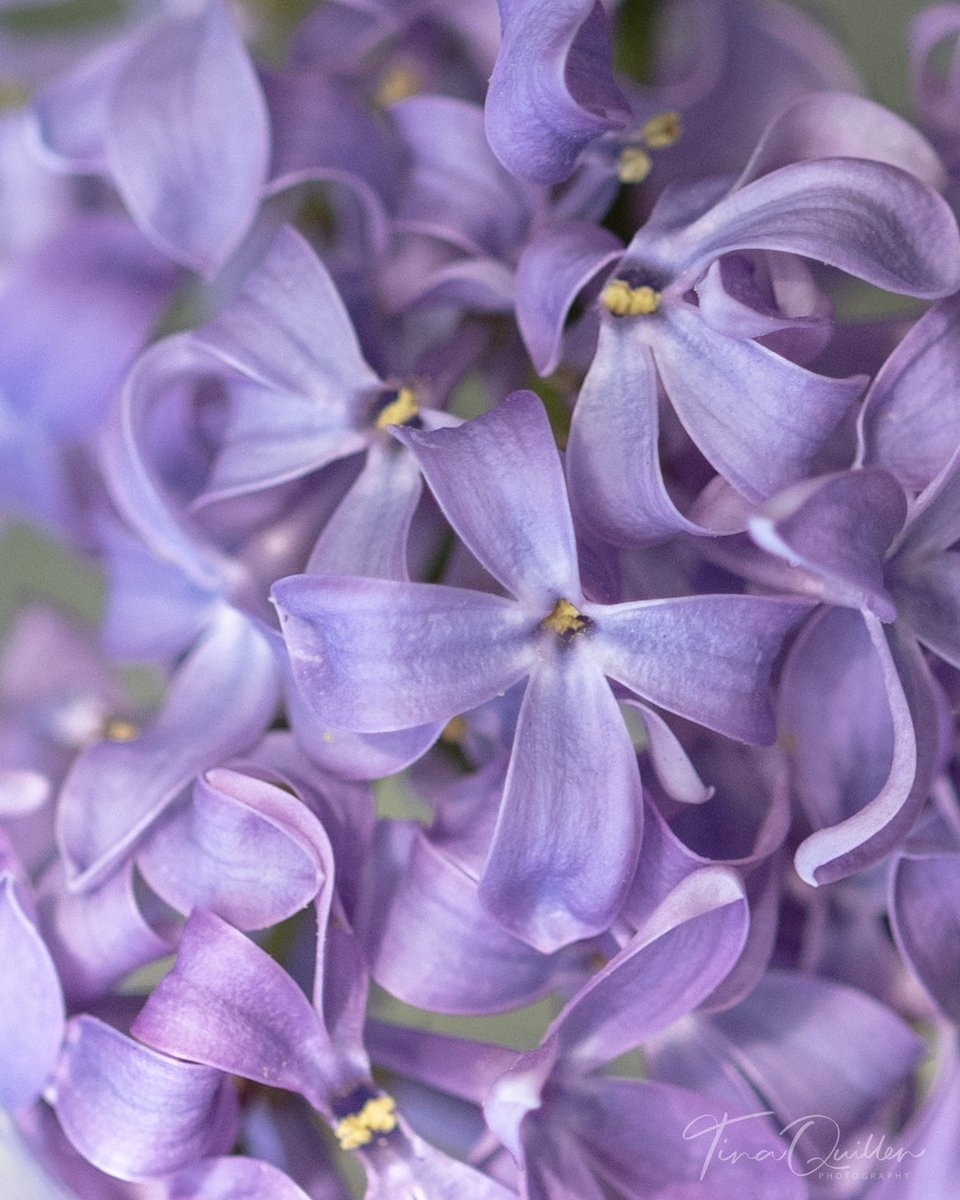Tina Quillen Photography tweet media