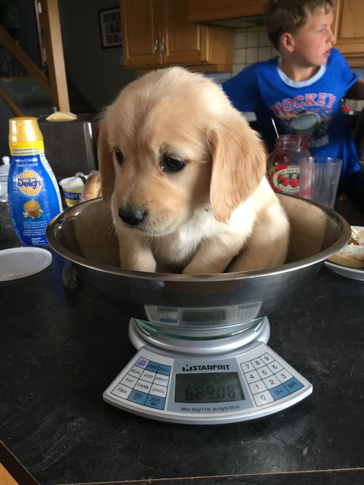 puppies tweet media