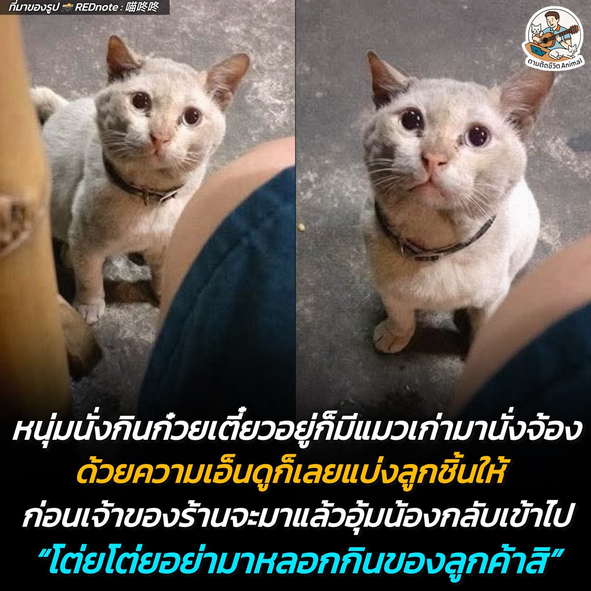 ตามติดชีวิตAnimal tweet media