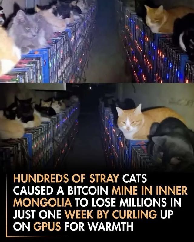 Tweets Of Cats tweet media