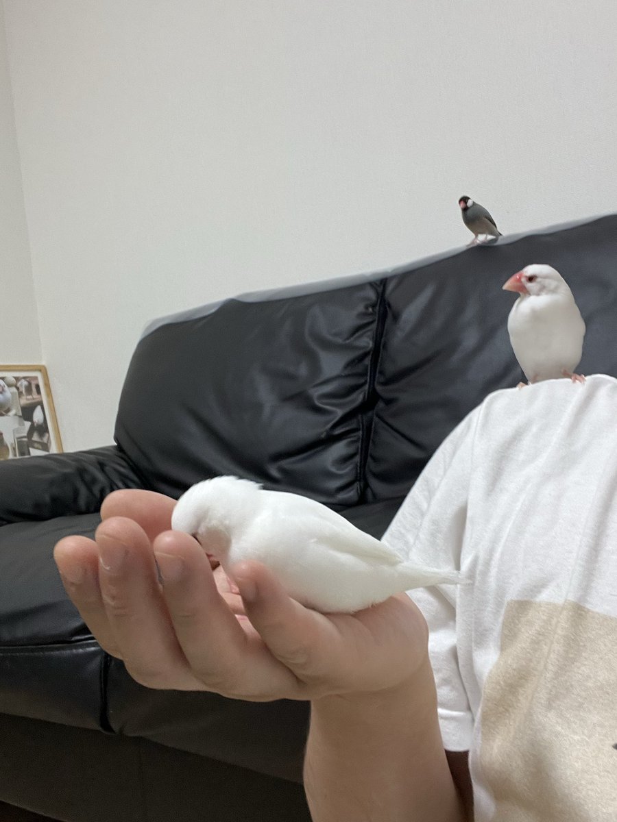 文鳥界隈、白文鳥だけノーパン扱いなの面白い。