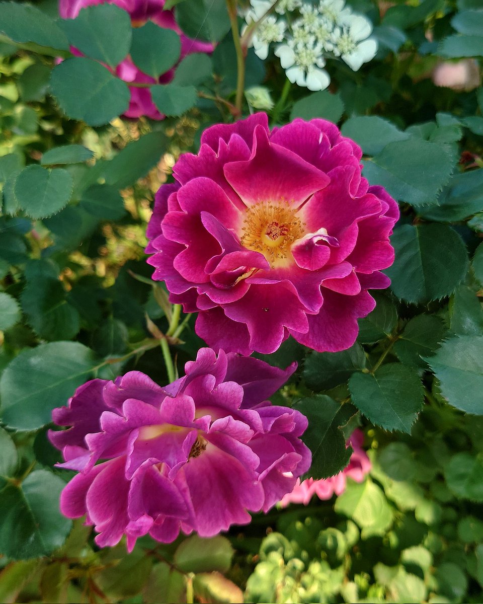 忽滑谷 史記 @Apple Roses tweet media