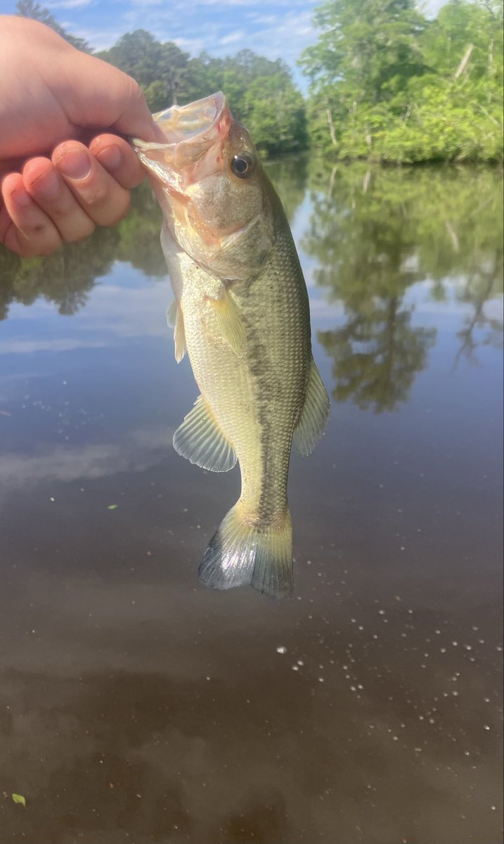 Fisherman Groyper tweet media