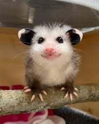 possumcoin tweet media