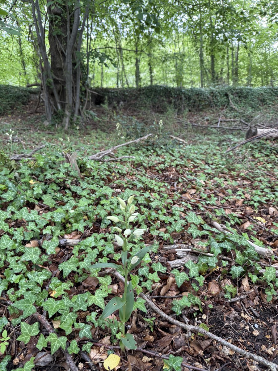 etherp's tweet photo. White helleborines in bloom &amp; dactylorchids on the way this week #wildflowerhour https://t.co/kfJX8vzpTn