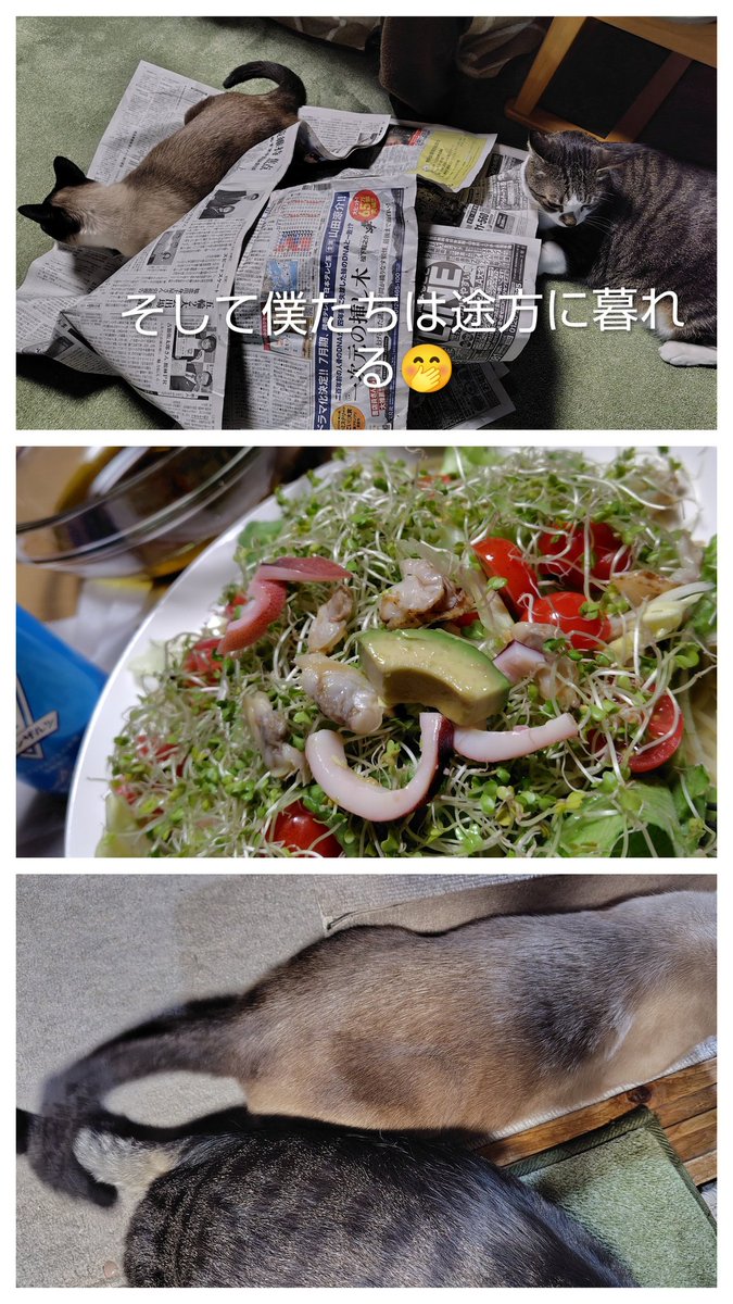 愛ねこささみ tweet media