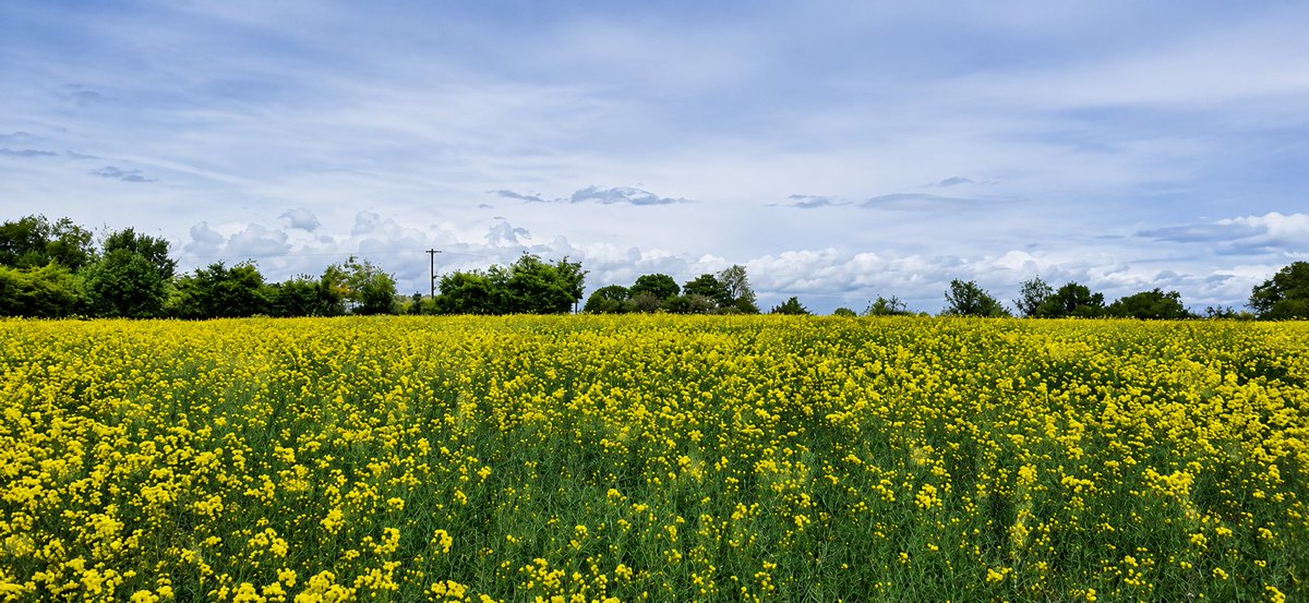 Patrick Kenealy tweet media