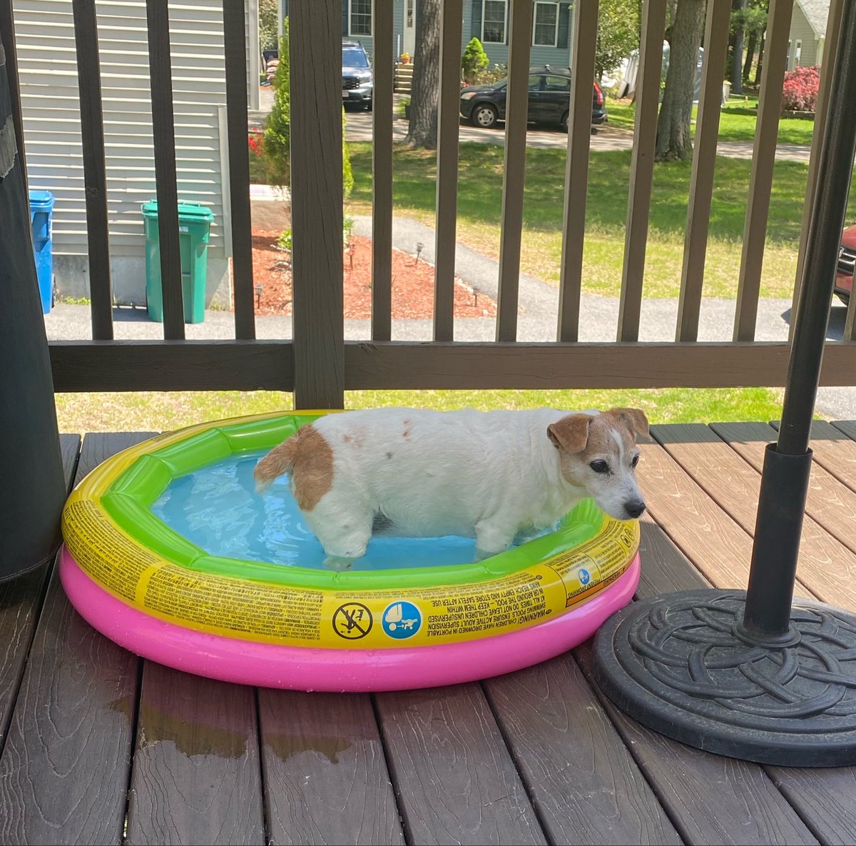 DaisyMaeJack's tweet photo. And my deck pool 😃🐾♥️ #pooltwo #summervibes #Sunday #dogsofX https://t.co/cWTt7pUrYl