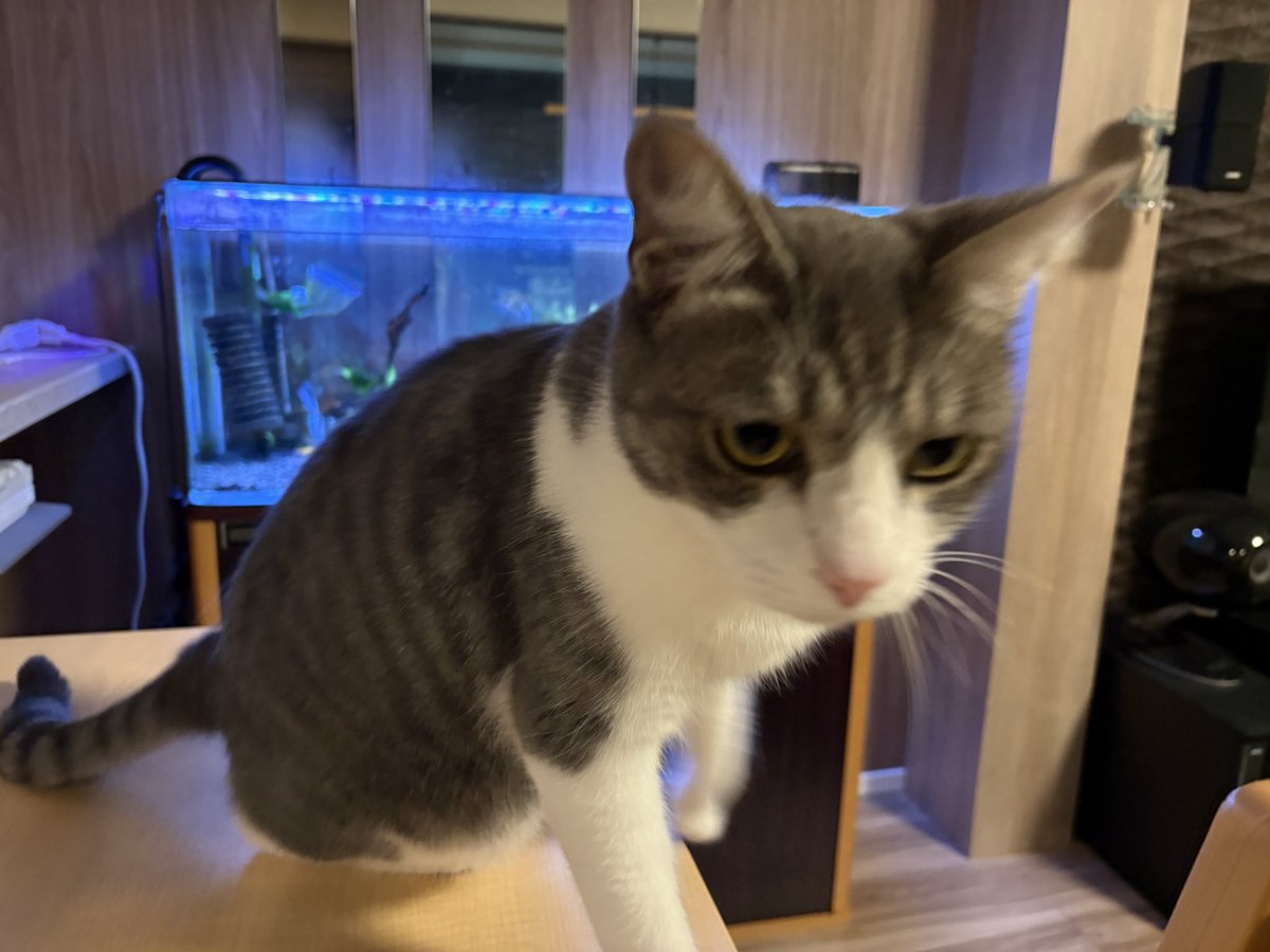 2週間ぶりのニャン太かわちい