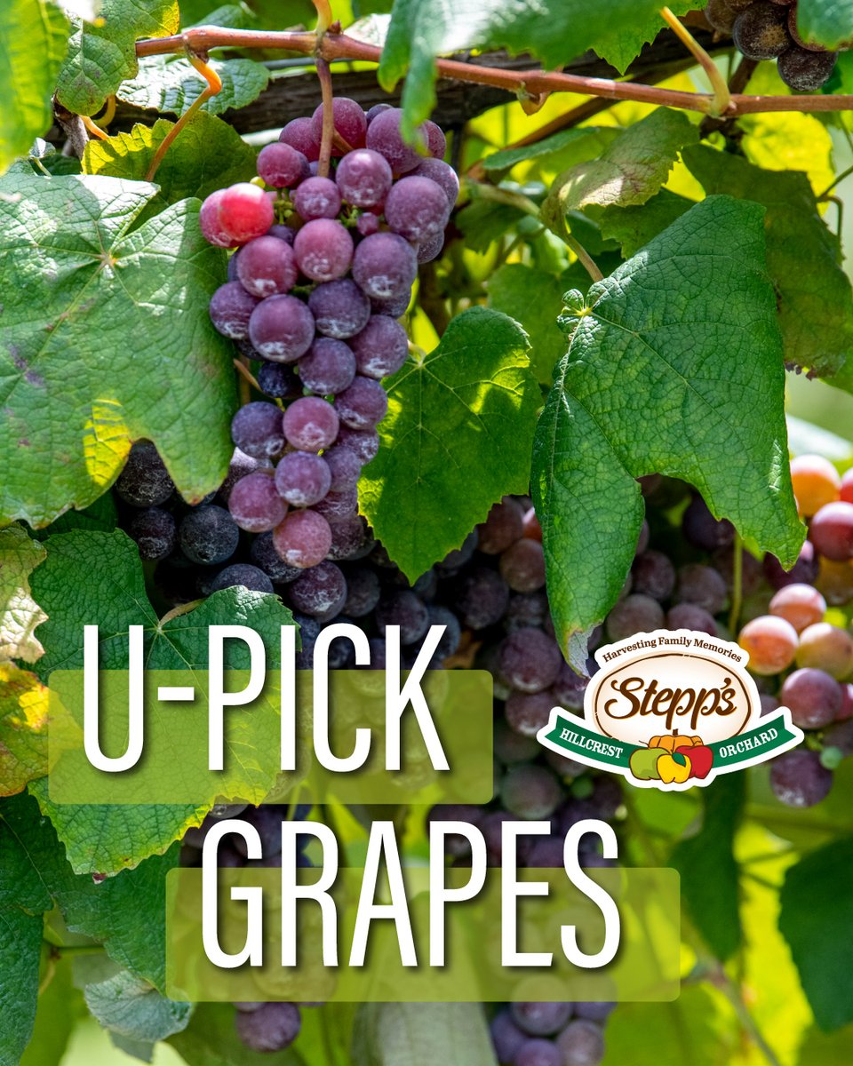 Stepp's Hillcrest Orchard tweet media