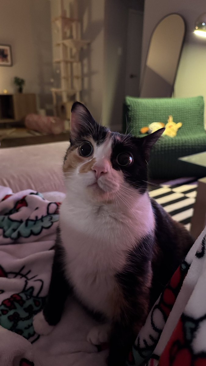 Rakhshanda_27's tweet photo. #CaturdayVibes #cat #catmeme https://t.co/gxxCVbdQat
