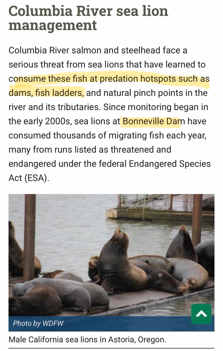 Crypt1cGengar's tweet photo. @ostonox @Unpop_Science It’s even worse than that — they congregate at the dam locks that trap the salmon. The solution should be removing the locks (or creating better passageways) not killing every mammal that found the trap humans themselves made https://t.co/tbvQPll7A0