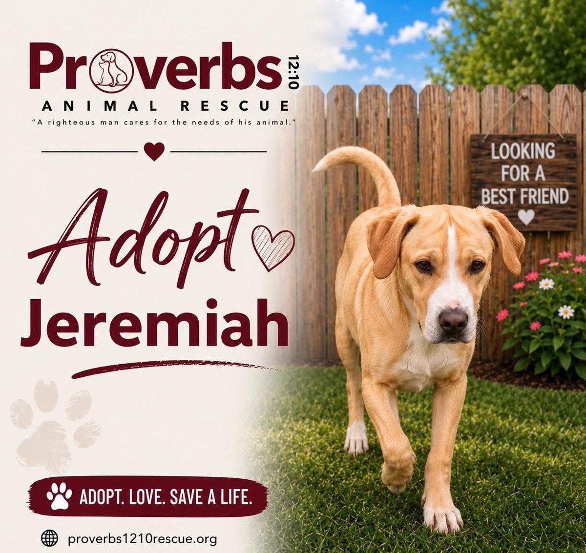 TNProverbs1210's tweet photo. Jeremiah is the kind of dog who just gets it. He’s a loyal, easygoing companion who loves being by your side—whether that’s exploring the woods, wandering through fields, or just enjoying a peaceful day. 

https://t.co/j36zB0Sqm9 https://t.co/z2A6mhJMY6