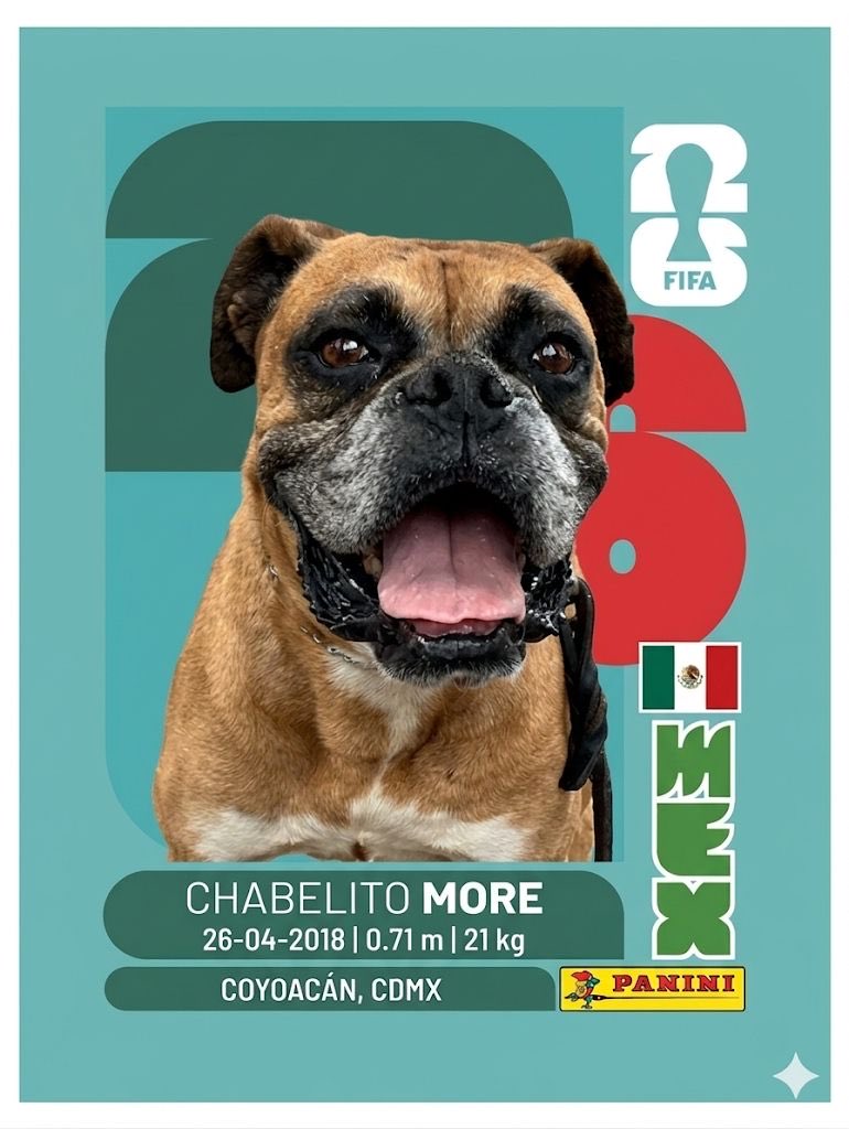 fjqasil75's tweet photo. Como alegre #HogarTemporal, coincido con @HELA_MORE y paso a dejar las #Estampitas mundialistas de mis pequeños temporales #Giro y #Chicle, y de #Bromina, su anfitriona 💚#AdoptaNoCompres. PD también les dejo a otro #Adoptable de Hela, #Chabelito https://t.co/tnQcDqHQcy