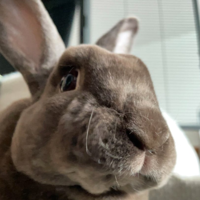 Rabbit of the Day 🐰 tweet media