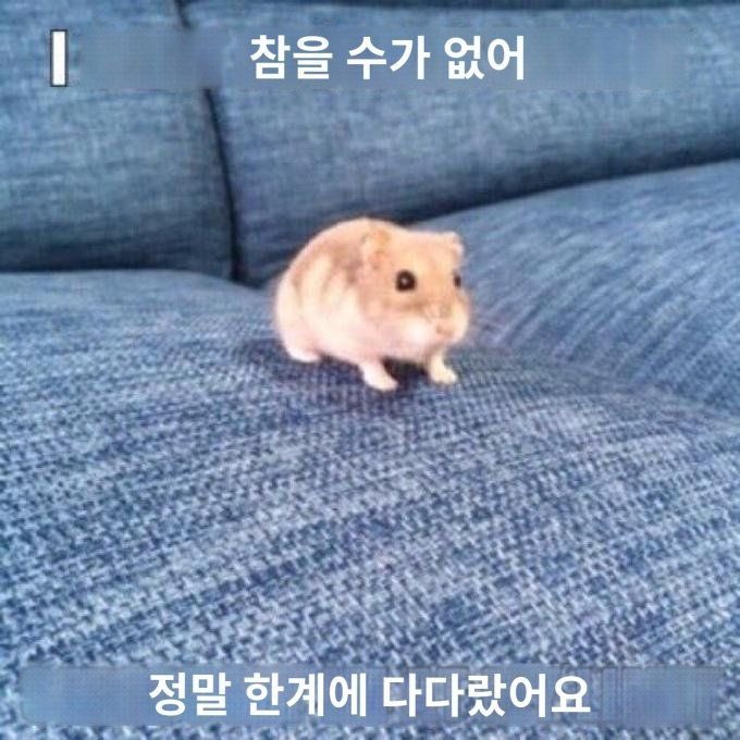 get.out.아무고토몰리 tweet media