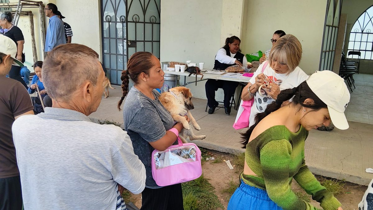 orientecapital's tweet photo. La esterilización animal no sólo evita la sobrepoblación; también previene problemas de salud pública y abandono. En #Texcoco, autoridades y brigadas comunitarias impulsaron una jornada para fomentar la tenencia responsable. #BienestarAnimal #Texcoco https://t.co/M0hYXl9i3B