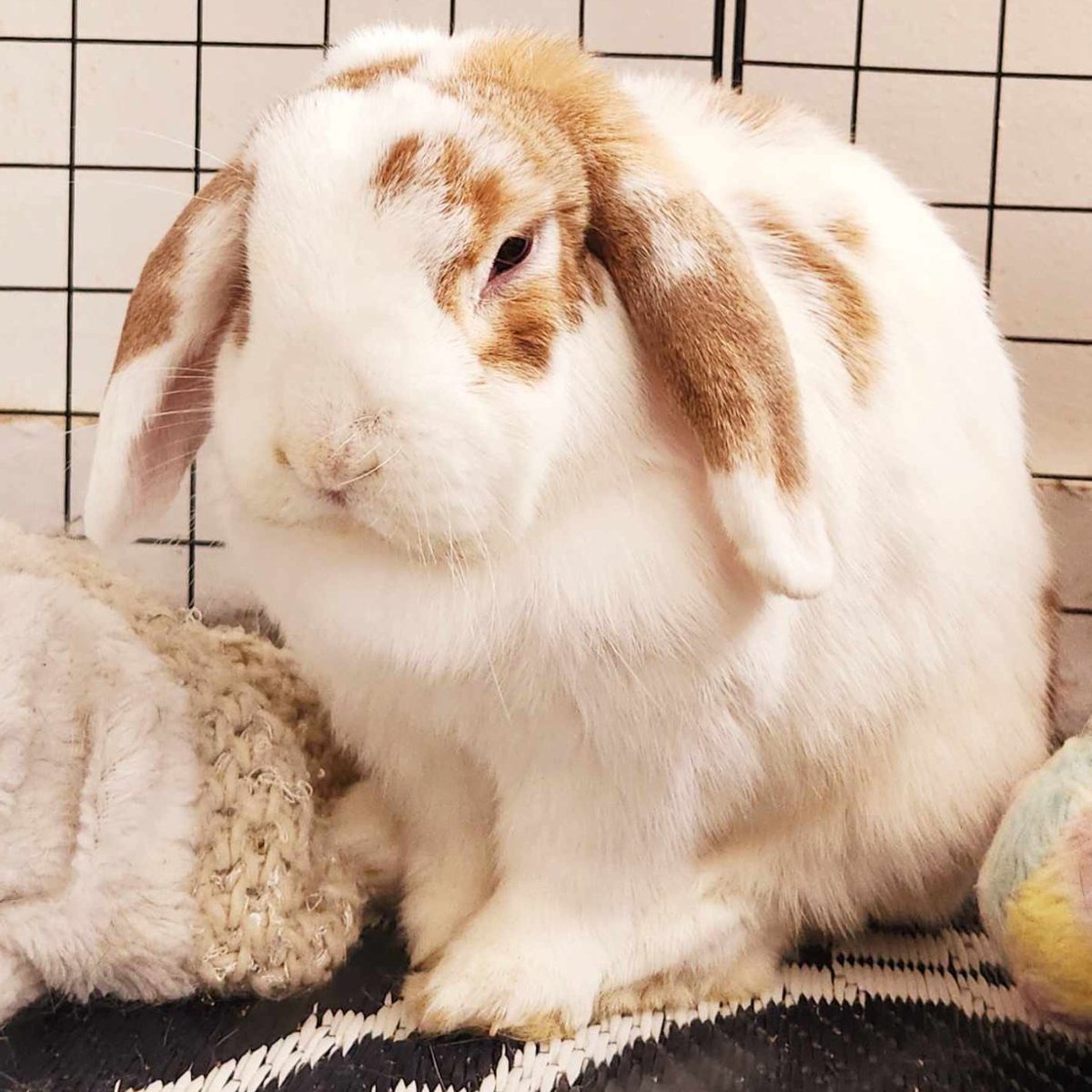 Rabbit of the Day 🐰 tweet media