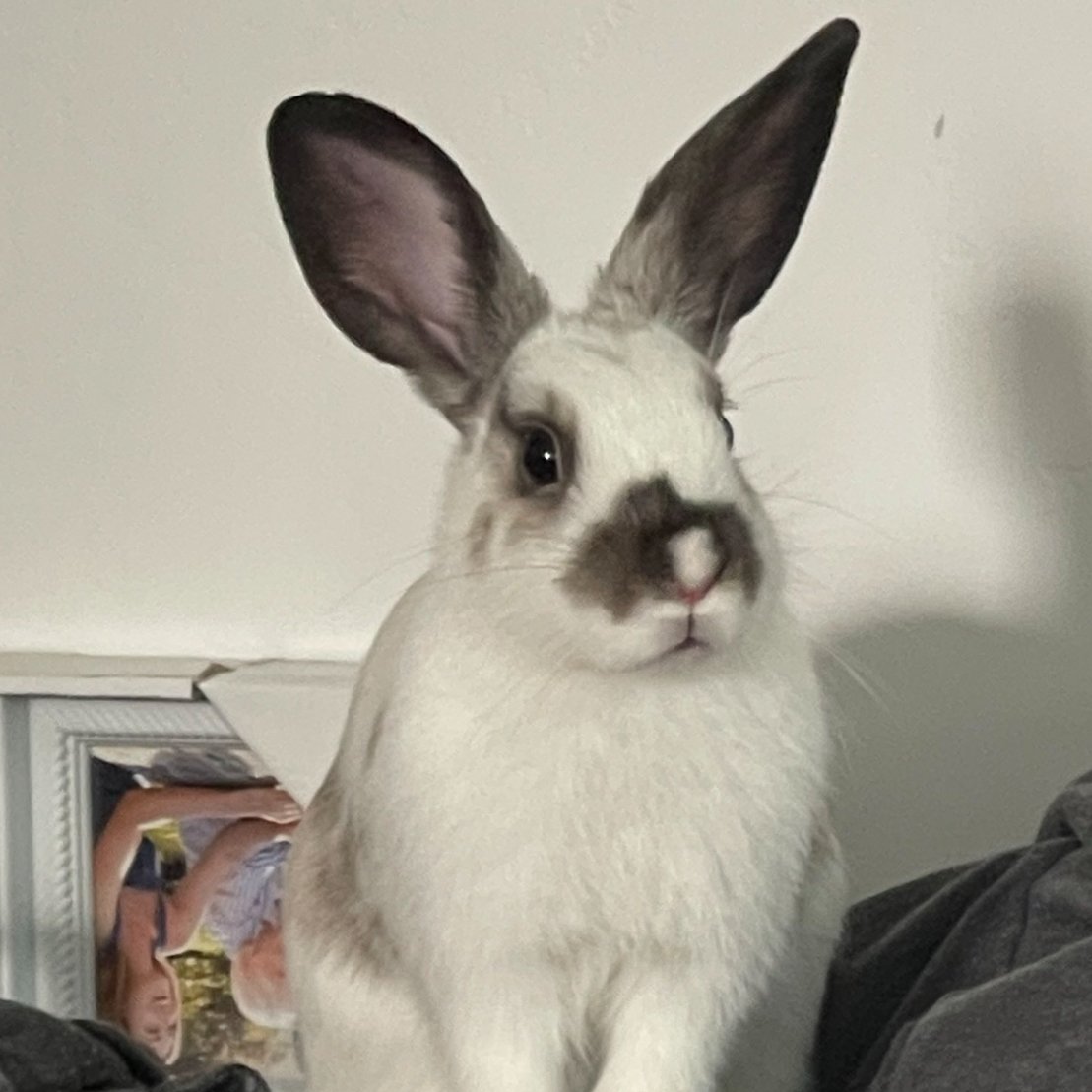 Rabbit of the Day 🐰 tweet media