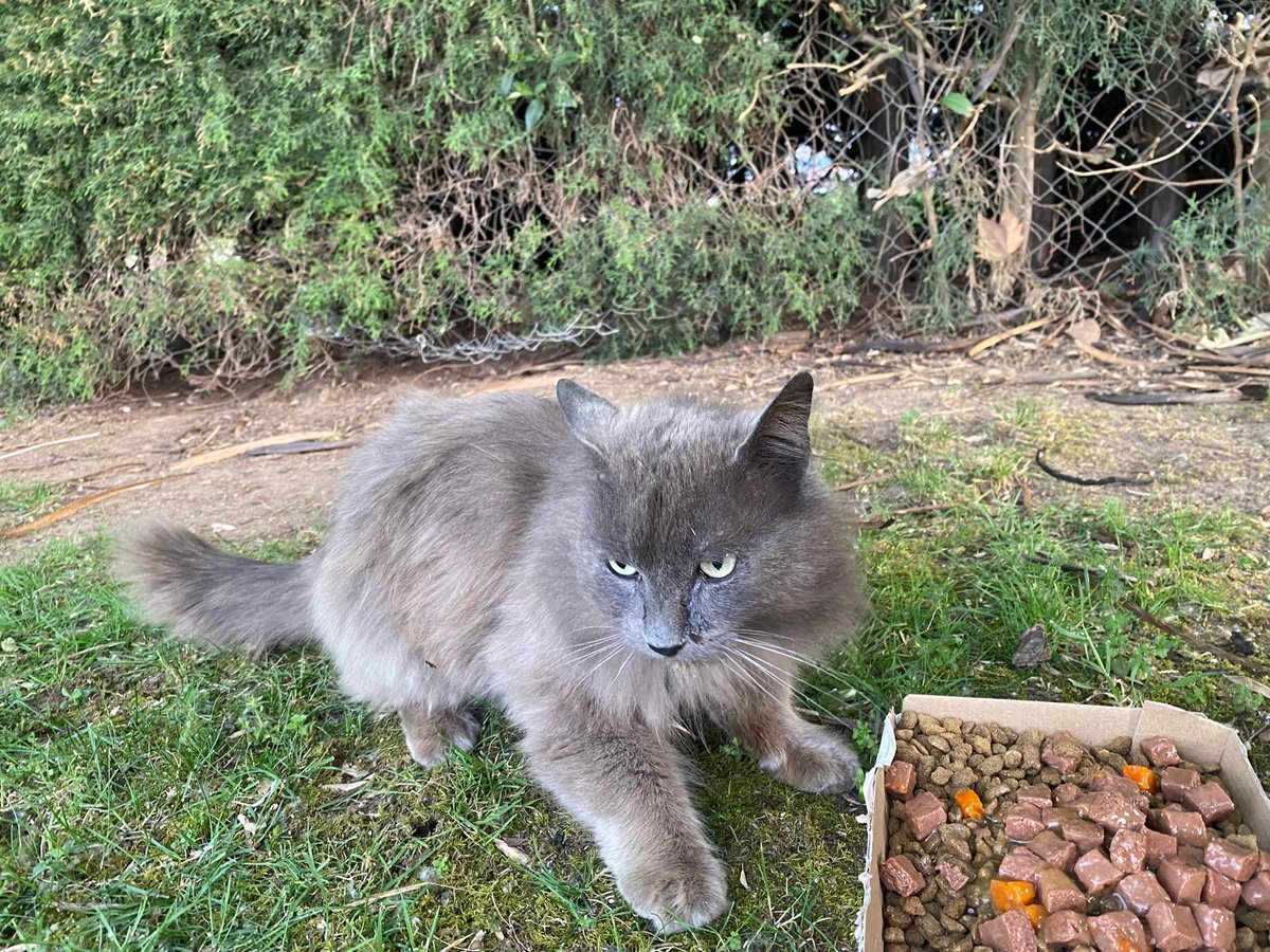 Nei Nei 🐱 De la colonia tweet media