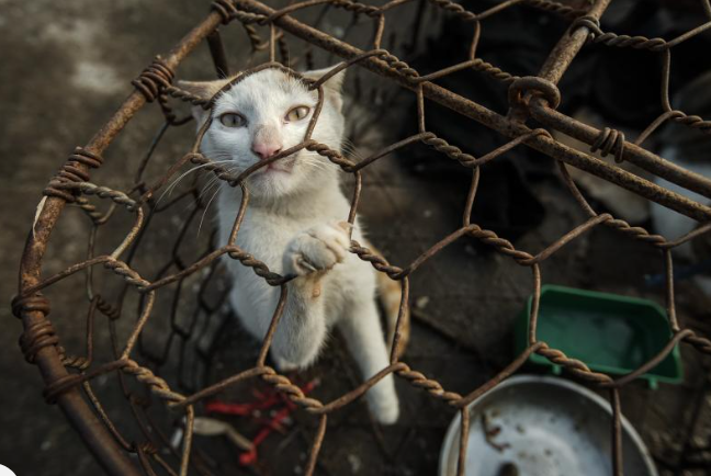 SaveKoreanDogs tweet media