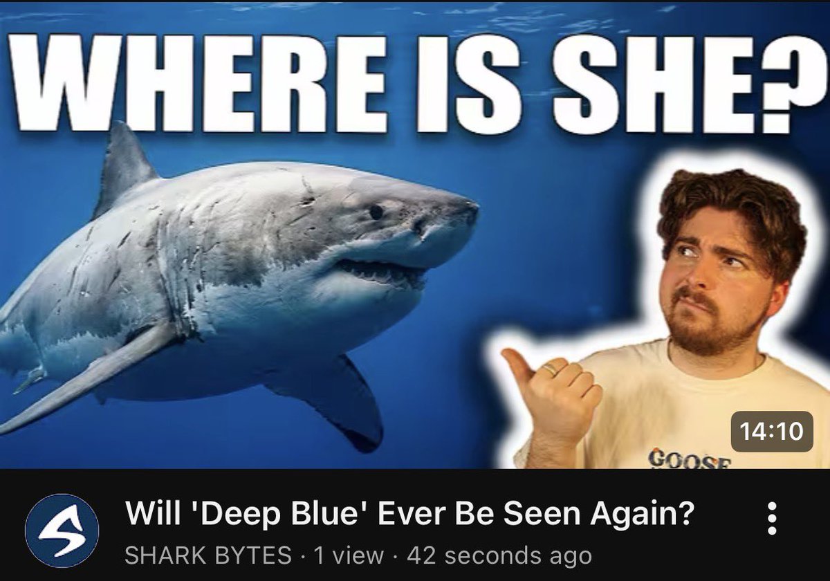 Shark Bytes tweet media