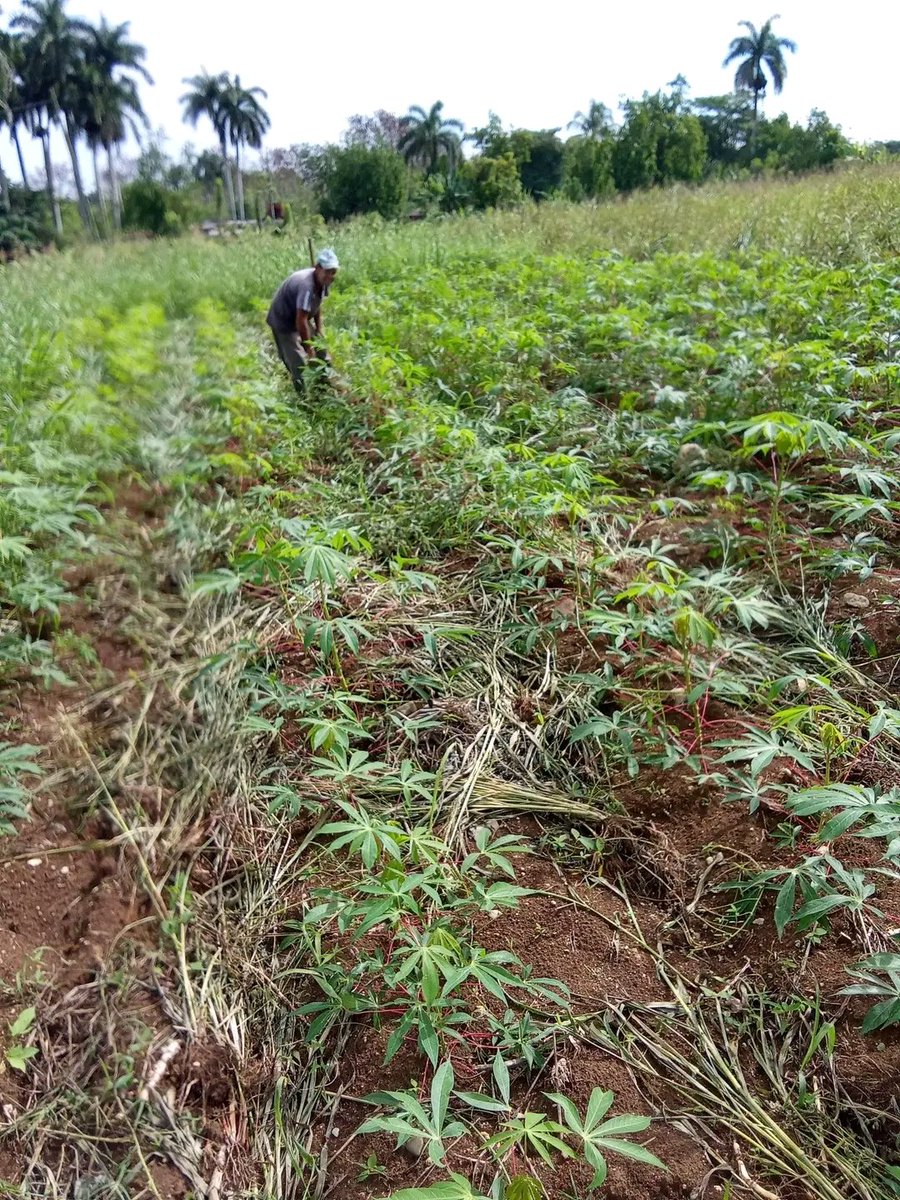 Agroforestal_VC's tweet photo. La UEB #Madeca prepara tierra para la siembra de yuca 🌱, maíz 🌽 y boniato 🍠 para su autoconsumo, al tiempo que limpia las áreas ya sembradas. Estos cultivos se destinan a la alimentación de sus trabajadores en el comedor.
@Yadira_Forestal @AmadoGonzl77234 @DiamelaRan86041 https://t.co/Y8HC88oIqY