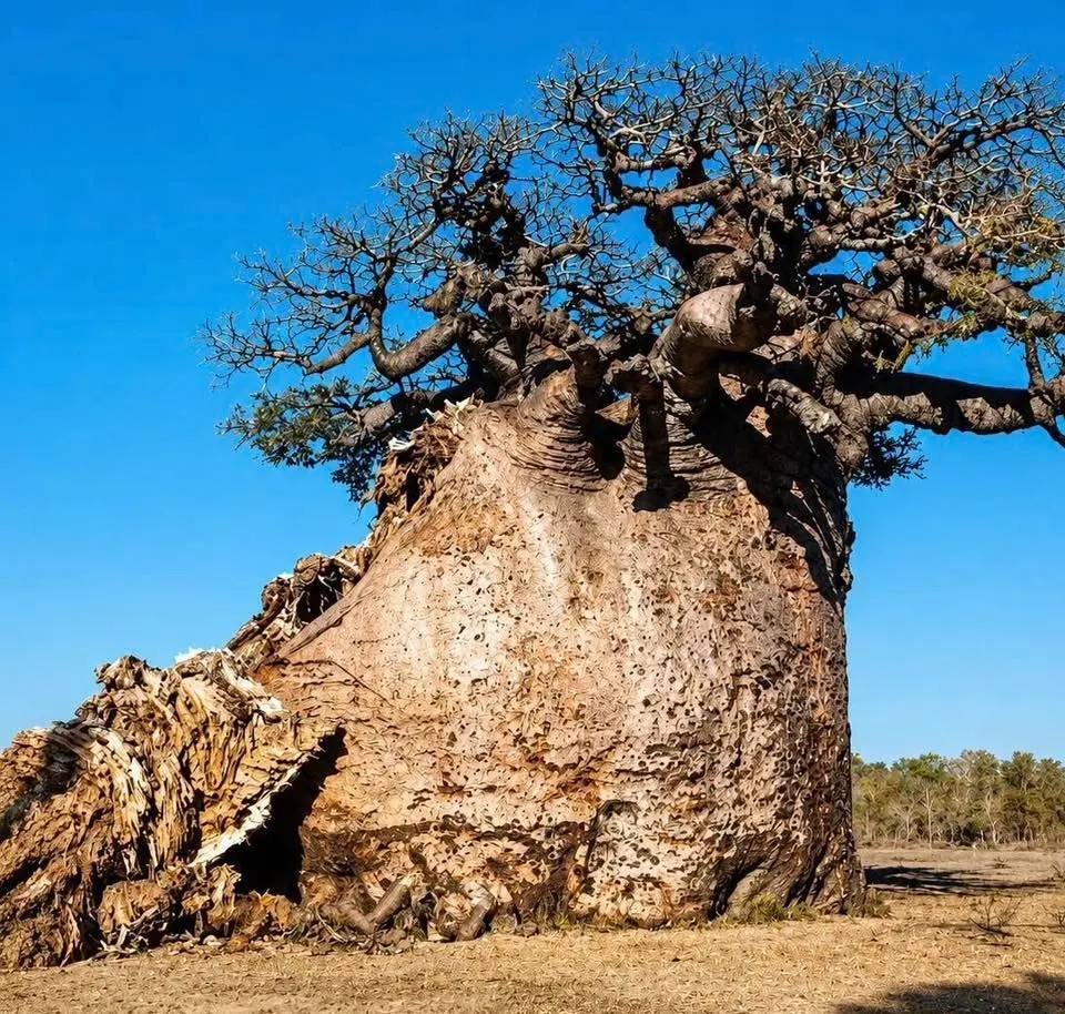 Nature is Amazing ☘️ tweet media