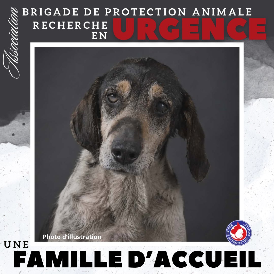 Brigade de Protection Animale – BPA tweet media
