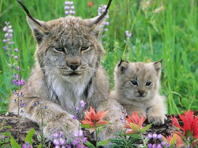 deborgex's tweet photo. Showerthought: Ultraman Hikari is a lynx

- Hikari's ears resemble a lynx's ears and ruff
- both hv names derived from "light"
- both are associated with science
- goes well with Mebius's Tsushima leopard cat motif https://t.co/J4kvT8ppjV
