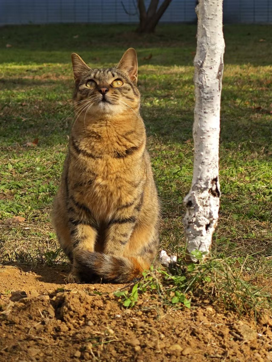 TSLOWLY_MBY's tweet photo. ผูกพันล้วน ๆ 😂 บอกตัวเองว่าไม่อยากผูกพัน ให้ข้าวกินเฉย ๆ สุ่มตั้งชื่อเอา แต่เม็ดกินคานิน เปียกก็คัดแล้วคัดอีก ฝนตกแดดออกพายุเข้าหิมะตกไปให้ข้าวตลอดไม่เคยขาด หยดยาวัคซีนครบ ไมโครชิพพร้อม สุดท้ายเรียนจบ เอากลับไทย 🤧 https://t.co/thUtZ3x77m