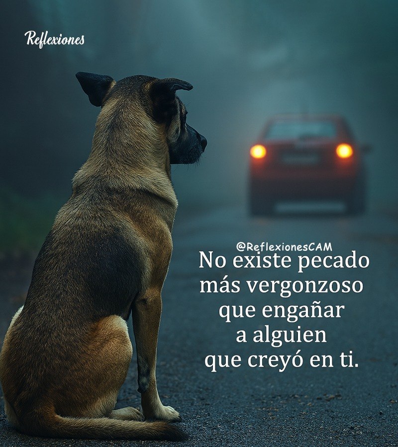 Doggy Mix Daily tweet media