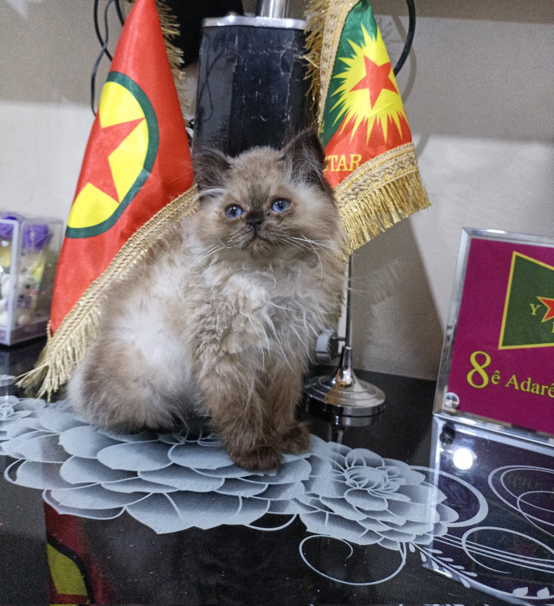 ‌🇷‌🇴‌🇯‌🇦 tweet media