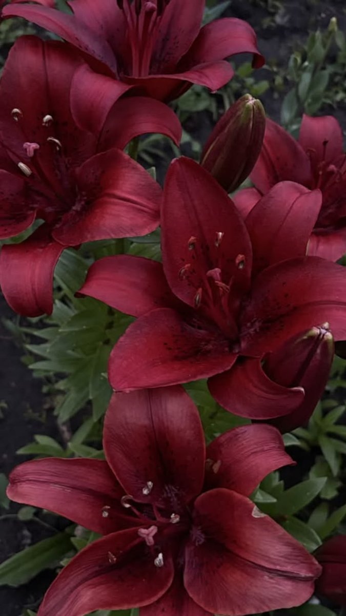tulip ༉‧₊˚. 1 day binge free tweet media