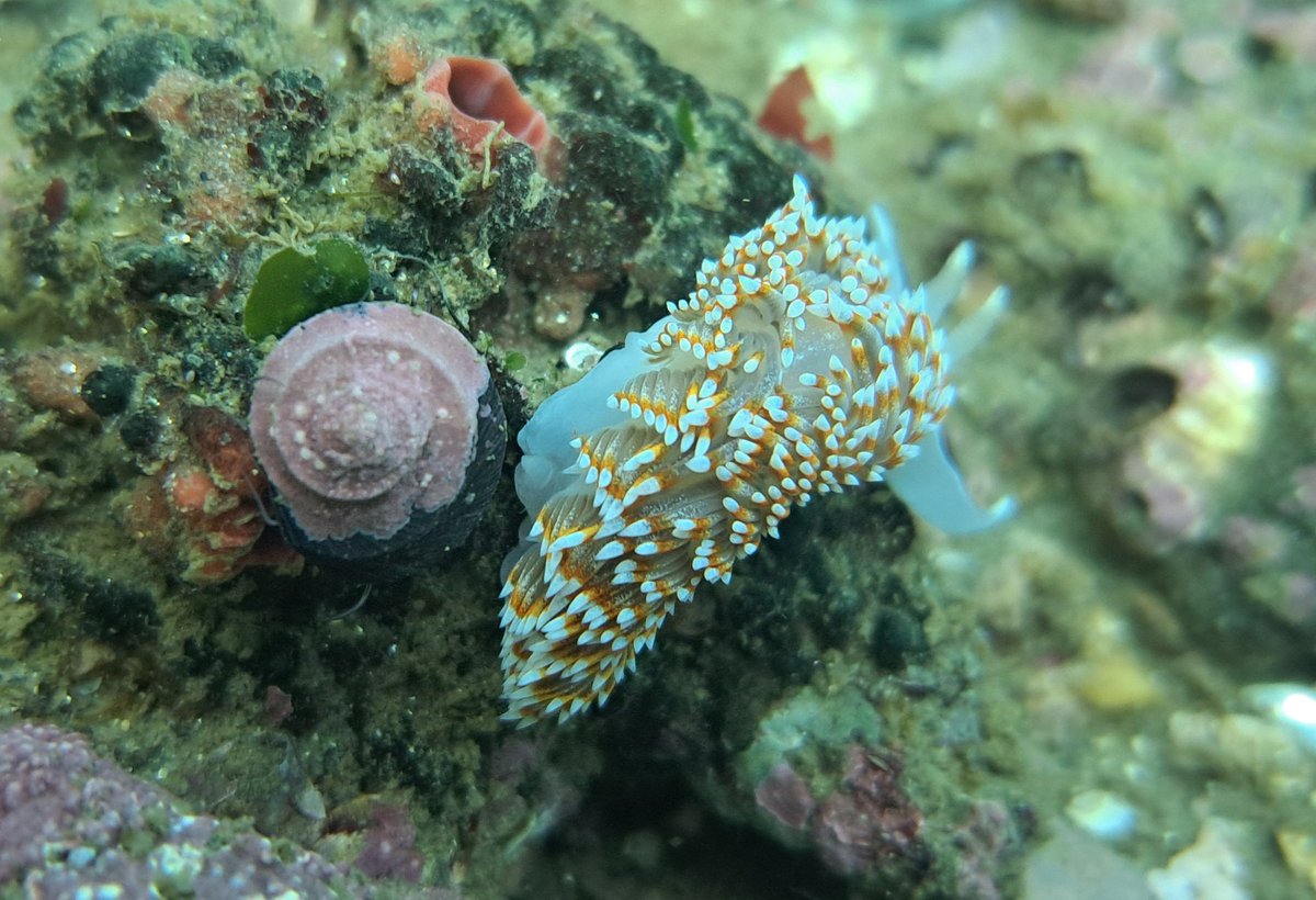 Nicojurel's tweet photo. Buceo en Punta de Parra https://t.co/uiGMaOqInZ