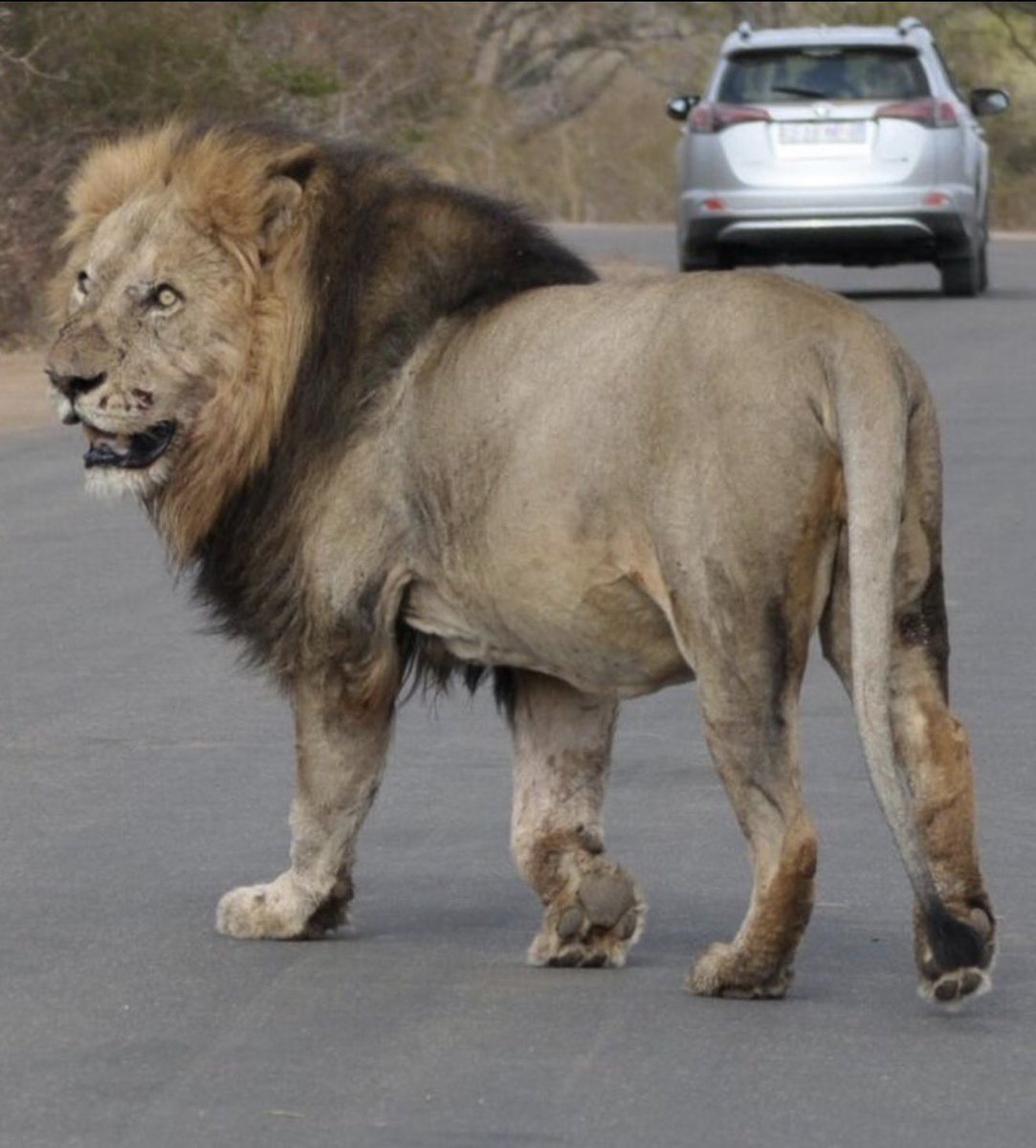 King Panthera tweet media
