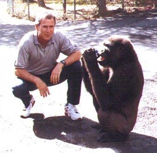 Photos of bush tweet media