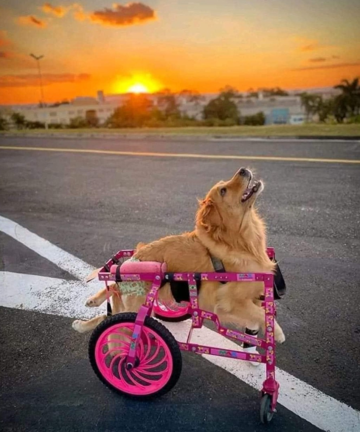 Tweets of Dogs tweet media