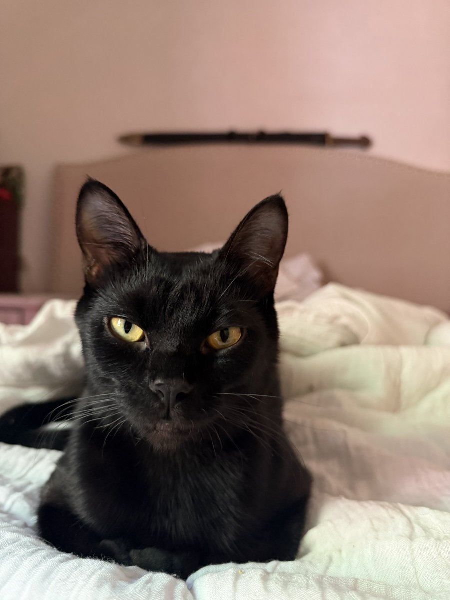 Clo Cat™ tweet media