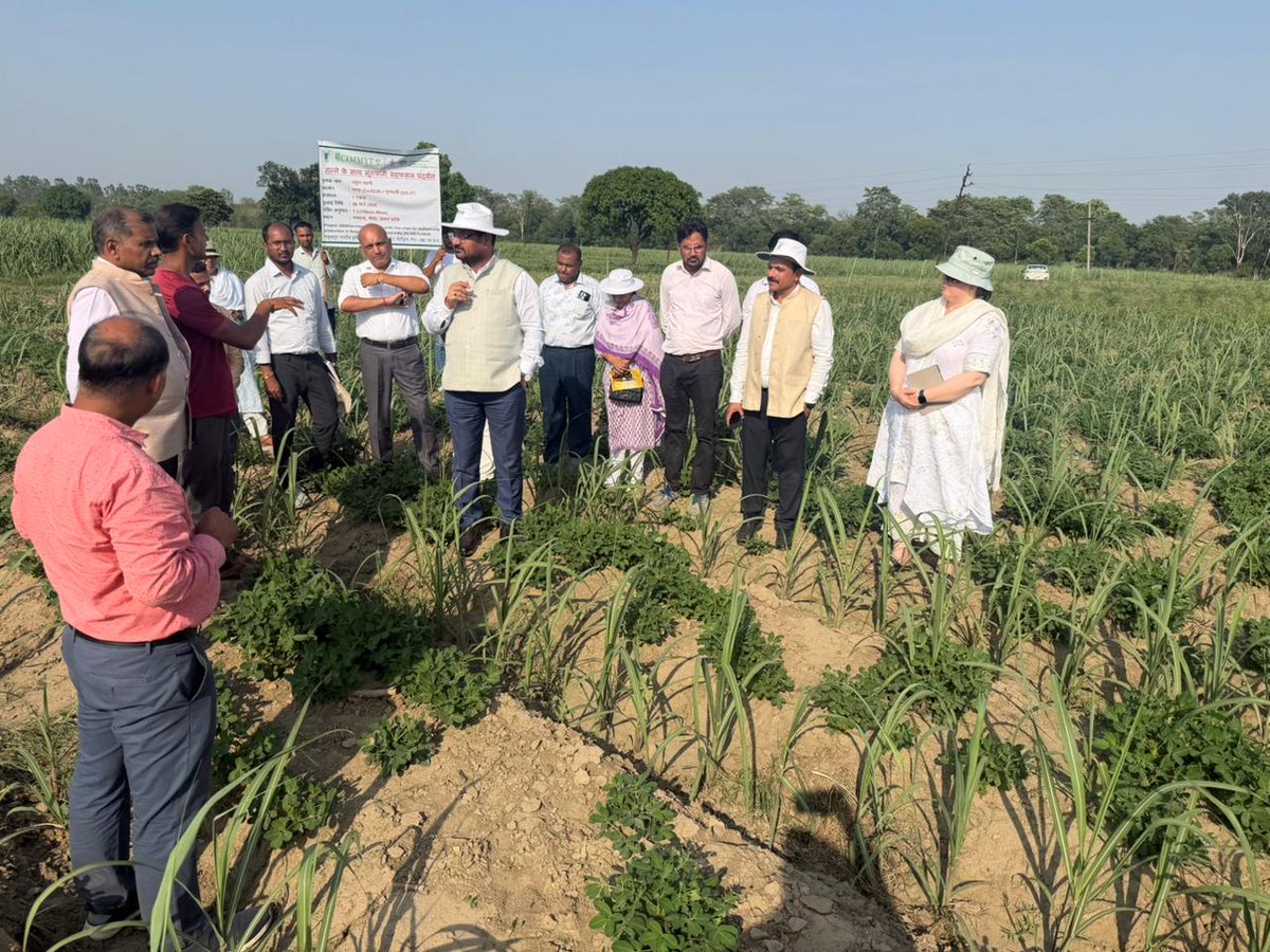BISA__India's tweet photo. @CIMMYT -BISA and @icarindia with @ACIARAustralia's support are advancing additive intercropping. Secy DARE and DG ICAR visited sugarcane fields in UP where farmers are intercropping groundnut to improve soil health, fertilizer-use efficiency, and farmer incomes. https://t.co/JGCzXKlP5F