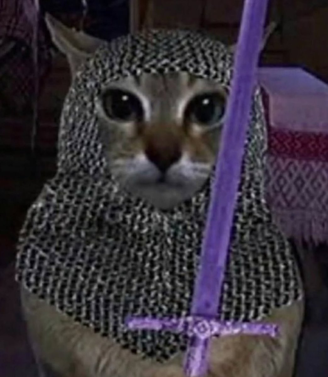 gatos fazendo gatices tweet media